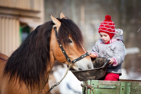 Activity-Child-Feeding-Horse