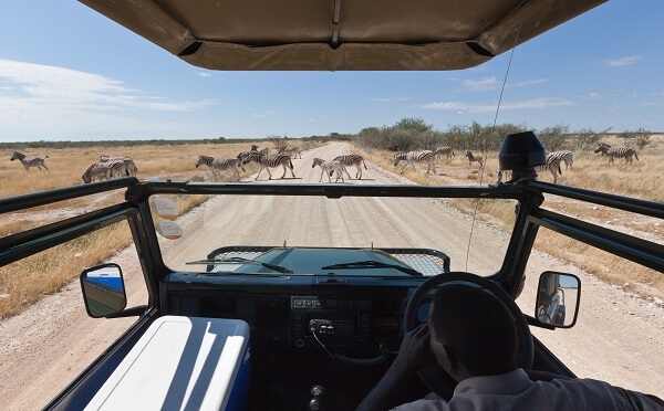 Activity-Safari-Jeep-Zebra